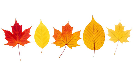 Fototapeta premium Collection of colorful autumn leaves in a row isolated on transparent background