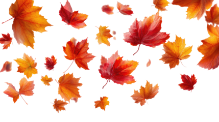 Flying Autumn Maple Leaves isolated on transparent background Remove png, Clipping Path, pen tool