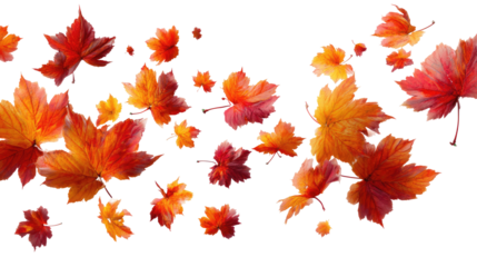 Flying Autumn Maple Leaves isolated on transparent background Remove png, Clipping Path, pen tool
