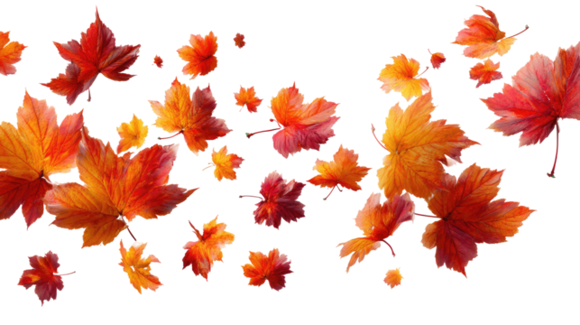 Flying Autumn Maple Leaves isolated on transparent background Remove png, Clipping Path, pen tool