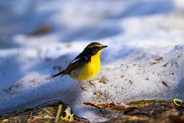 雪上のキビタキ雄