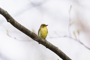 キビタキのメス