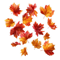 Flying Autumn Maple Leaves isolated on transparent background Remove png, Clipping Path, pen tool
