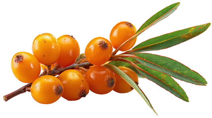 Sea buckthorn berry background isolated on a Transparent background, PNG file.