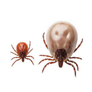 Two ticks, one small and one engorged, isolated on transparent background