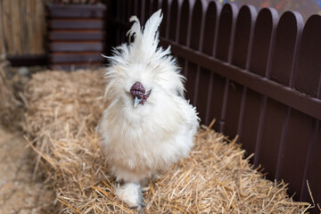 Fluffy White Chicken Standing on Straw in Aviary