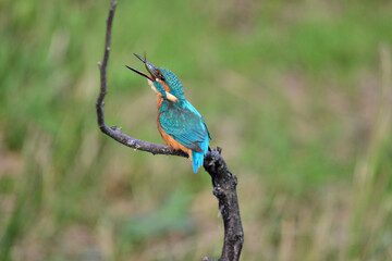 kingfisher eating a fish he just caught