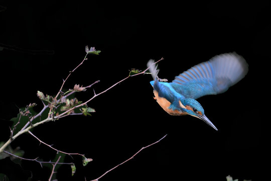 kingfisher diving og a branch