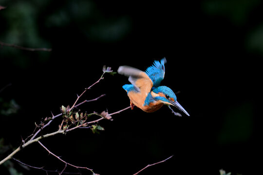 kingfisher diving og a branch