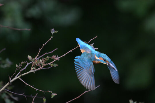kingfisher diving og a branch