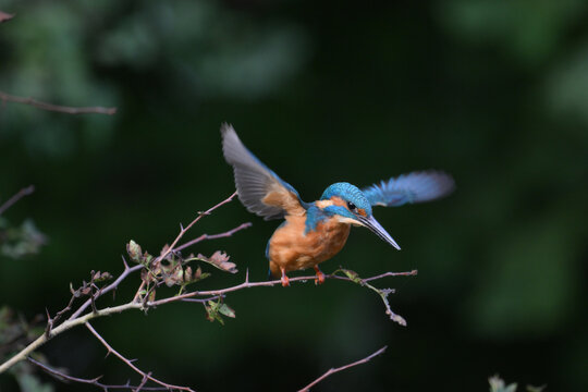 kingfisher diving og a branch