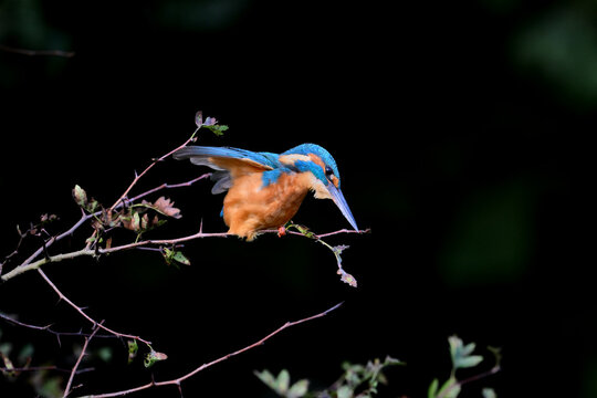 kingfisher diving og a branch