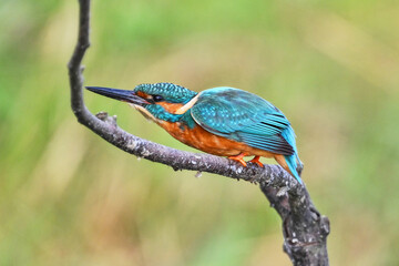 kingfisher alcedo atthis on a branch