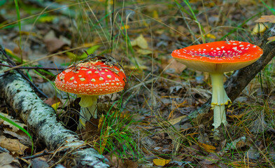 pair of red flyagaric mushroom growth in grass among autumn forest glade