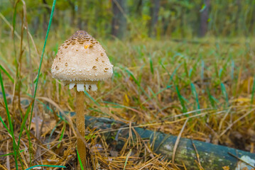closeup Parasol mushroom in grass among forest glade