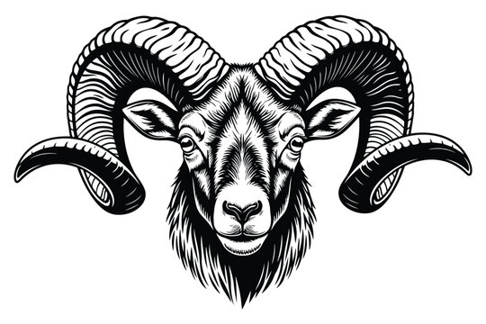 Vector art of a ram head with large, curved horns, meticulously drawn in a detailed engraving style, a symbol of determination and virility