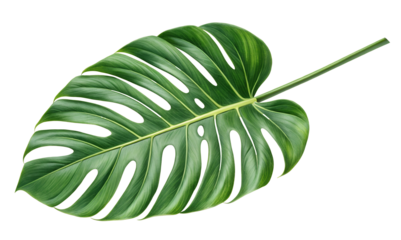 A detailed illustration of a vibrant green monstera deliciosa leaf with fenestrations and veins beautifully rendered against a clean white transparent background.
