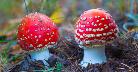 closeup par of red flyagaric mushroom growth in grass among autumn forest glade