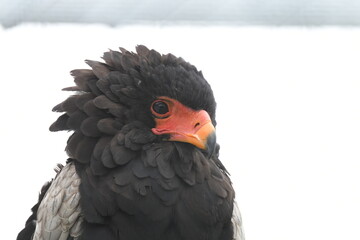 The eagle's beautiful eyes