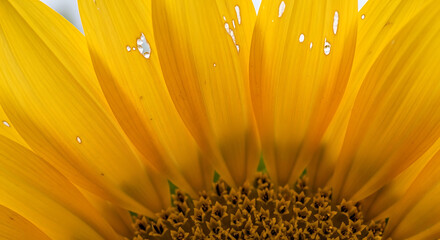 Close up of a bright yellow sunflower with water droplets on petals