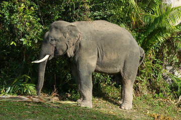Asian elephant watching in natural habitats in the forest.
