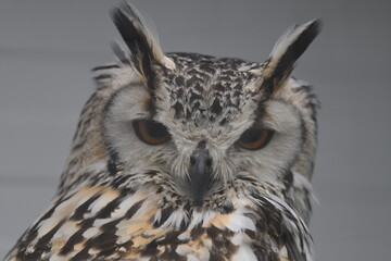 The eagle's beautiful eyes