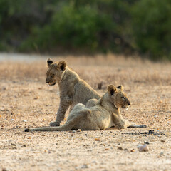 lion cubs in golden light