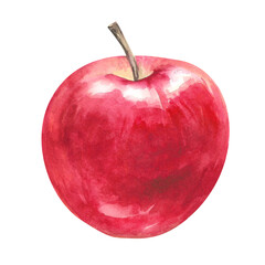 Apple, red freshly picked ripe glossy fruit hand drawn watercolor illustration isolated on white. Juicy colorful clip art element for garden, harvest, rustic, countryside, food design, packaging, menu