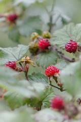 red berries on a bush