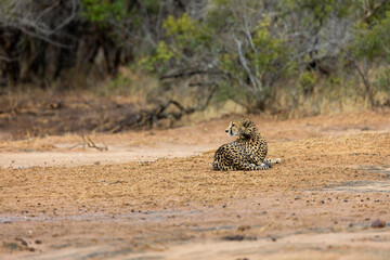 a cheetah female in an open field