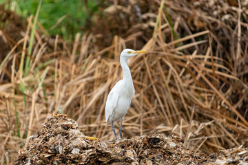 White Egret Standing in Natural Wetland Habitat