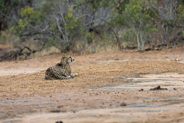 a cheetah female in an open field