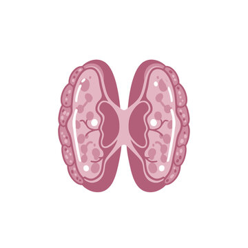 Flat vector illustration of human thymus gland on a white background