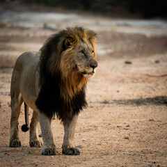 a portrait of a massive male lion
