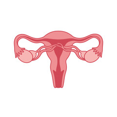 Detailed flat vector illustration of human ovaries on white backdrop