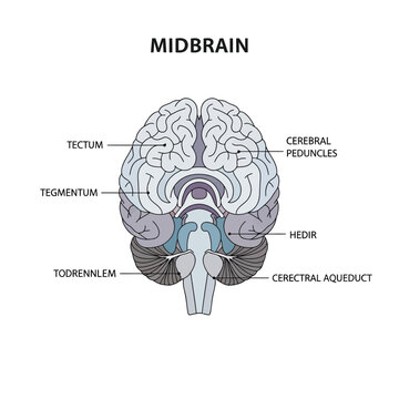 Detailed flat vector illustration showcasing the human midbrain anatomy