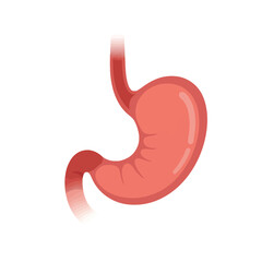 Obraz premium Human Stomach Anatomy Vector Illustration for Educational Purposes