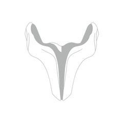 Obraz premium Detailed flat vector illustration of a Human Vomer isolated anatomy