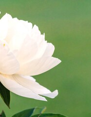 White flower bloom
