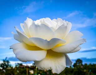 White rose against a blue sky