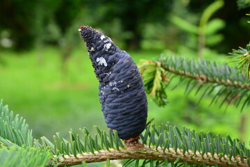 blue spruce bark beetle