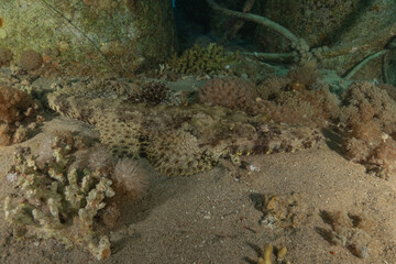 Fish swimming in the Red Sea, colorful fish, Eilat, Israel
