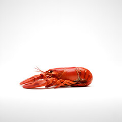 Whole Cooked Red Lobster: Isolated Gourmet Seafood Studio Shot