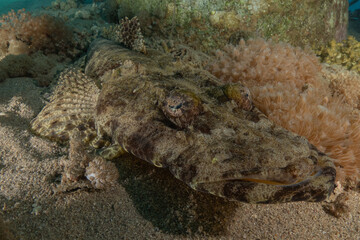 Fish swimming in the Red Sea, colorful fish, Eilat, Israel
