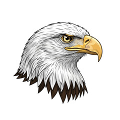 Obraz premium Detailed illustration of a bald eagle head isolated on white background
