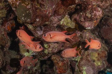 Fish swimming in the Red Sea, colorful fish, Eilat, Israel
