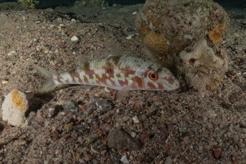Fish swimming in the Red Sea, colorful fish, Eilat, Israel
