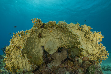 Coral reef and water plants in the Red Sea, Eilat Israel
