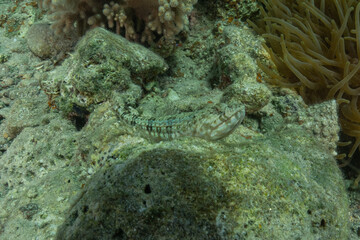 Fish swimming in the Red Sea, colorful fish, Eilat, Israel
