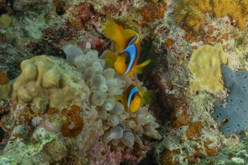 Clown-fish anemonefish in the Red Sea Colorful and beautiful, Eilat Israel
